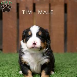 Tim, Bernese Mountain Dog Puppy